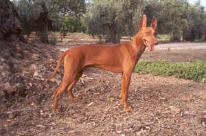 Male exemplar of Cirneco dell'Etna